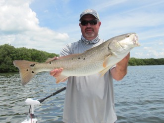 Clearwater Redfish near mangroves