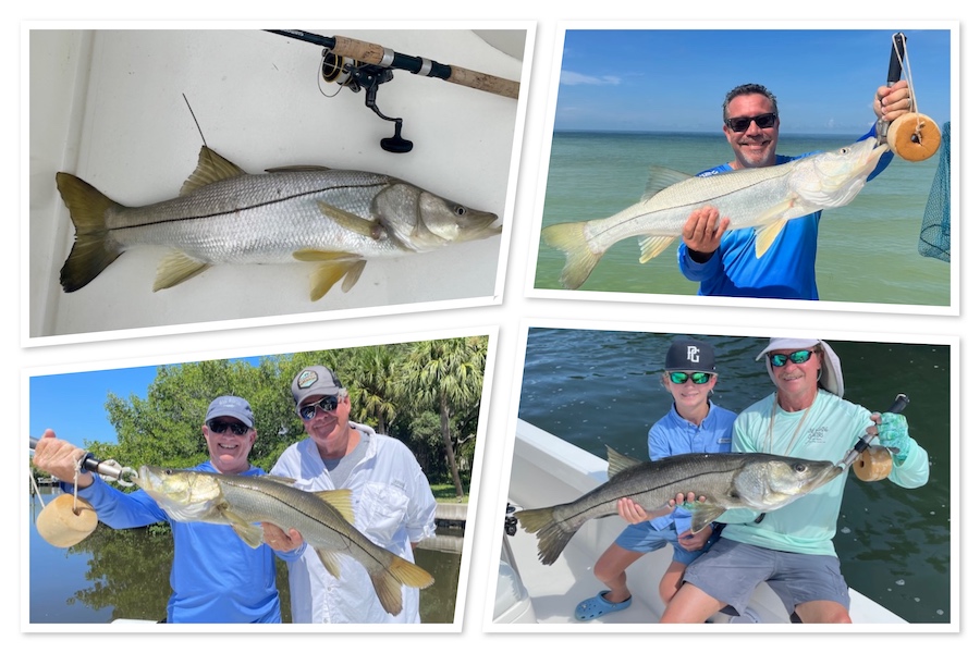 DOG DAYS SNOOK IN CLEARWATER
