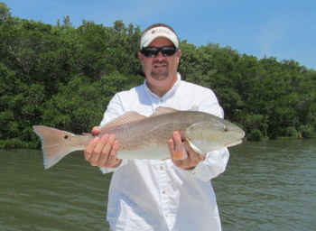 Tampa Fishing Guide Trip for redfish in Mangroves