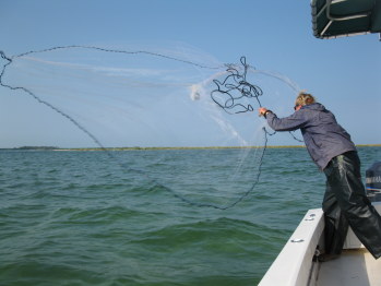 Tampa Fishing Guide Netting Bait